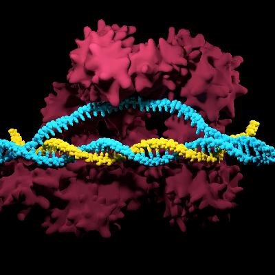 The Future of Genetic Medicine with Elizabeth McNally, MD, PhD