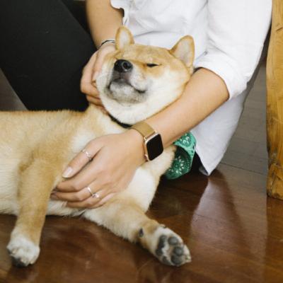 Conoce Síntomas De Peligro En Tus Mascotas Pt. II