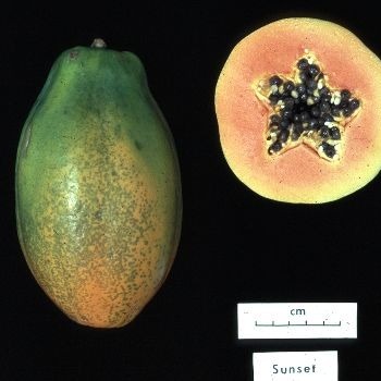 Alimentos Transgênicos em Debate - AL01