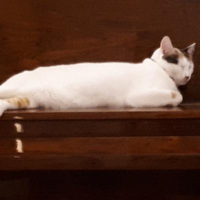 The minds of cats