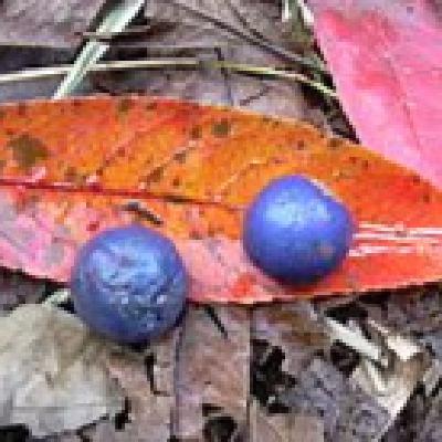 Fascinacion por las plantas - 247 - Azul planta