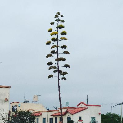 RITUALES / el impacto que tienen en nuestra vida