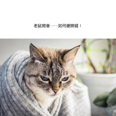 老鼠開會