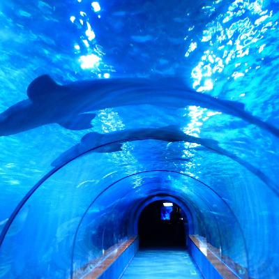 Episode 117: Predatory Fish Tank
