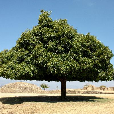 الشيخ عبدالباسط عبدالصمد وداود وسليمان الشيخ عبدالباسط عبدالصمد وداود وسليمان
