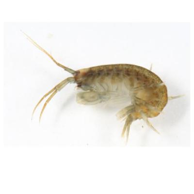 Demon Shrimp Posing Threat To Local Ecosystems In Clare