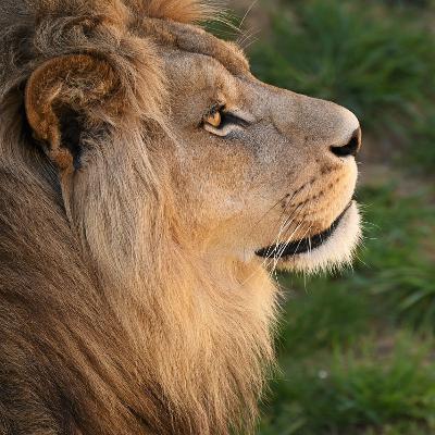 27. The Living God: Daniel and the Faithful God Part 3 27. The Living God: Daniel and the Faithful God Part 3