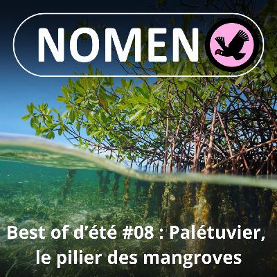 BEST OF D'ÉTÉ #08 : Le Palétuvier, pilier des mangroves