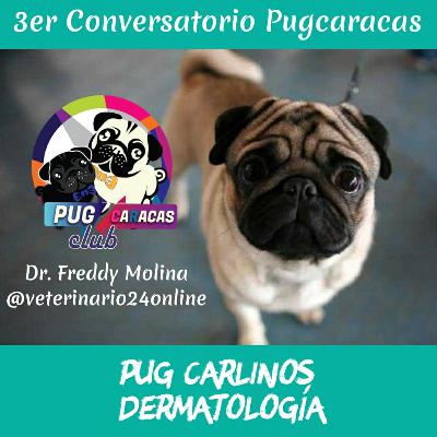 🎙️ Problemas Dermatológicos en los Pug Carlino 🐕
