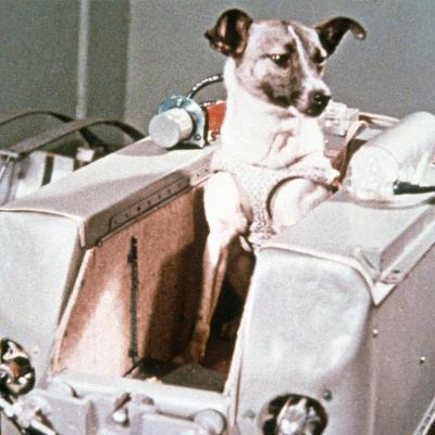 Unejutt kosmosekoer Laikast Unejutt kosmosekoer Laikast