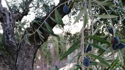 En Naturaleza Viva, Ana Juan nos acerca al mundo del olivo