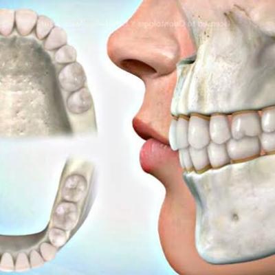 Anatomia Dental