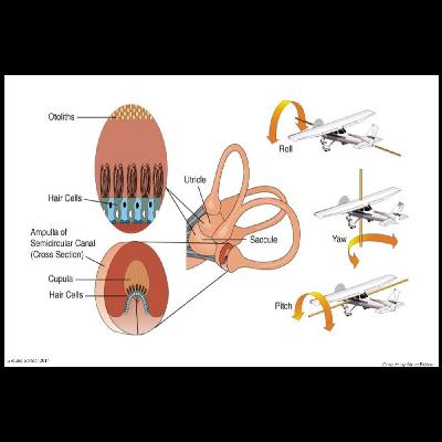 Aeromedical Factors Aeromedical Factors