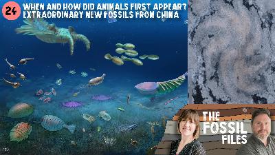 24. How and when did animals first appear? Extraordinary new fossils from China 24. How and when did animals first appear? Extraordinary new fossils from China
