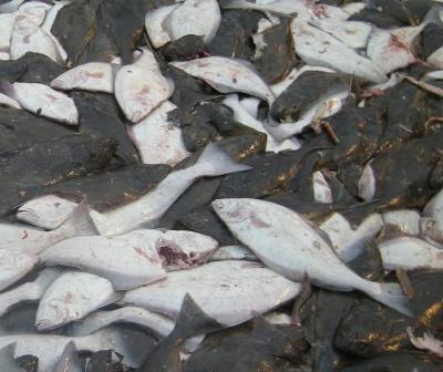 Episode 479 - Alaska's fishing future Episode 479 - Alaska's fishing future