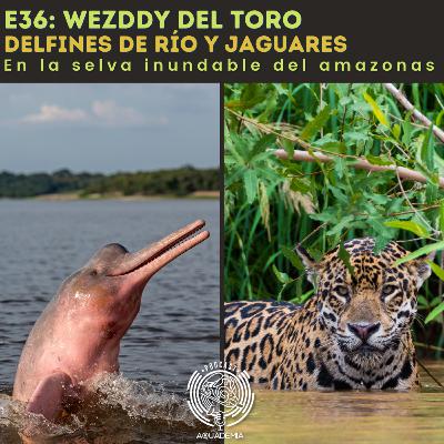 E36: Wezddy Del Toro. Delfines de río y jaguares en la selva inundable del Amazonas E36: Wezddy Del Toro. Delfines de río y jaguares en la selva inundable del Amazonas