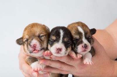 Meet Veterinarian Dr. Randy Hutchison