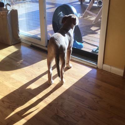 How to pody train your dog! Dogo vs Me differences!