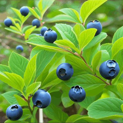 Mustikka / Blueberry