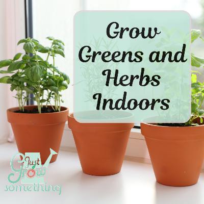 Indoor Greens and Herbs for the Winter - Ep. 278 Indoor Greens and Herbs for the Winter - Ep. 278