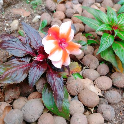 Os sertões- Euclides da Cunha