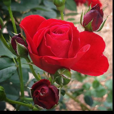 Valentine Eroticas, Part 1: Masc Dom/fem sub