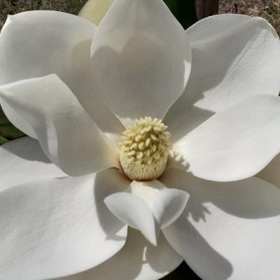 Evocación de los chakras unidos Evocación de los chakras unidos