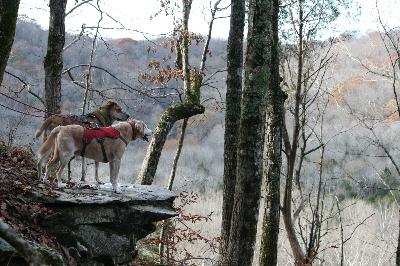 Pawcast Podcast #33 Kentucky Pawcast Podcast #33 Kentucky