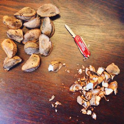 episode 125: Coastal Redwood and Brazil Nut