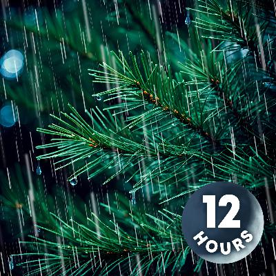 Heavy Rain on Forest Leaves for a Good Night's Sleep! | 12 Hours