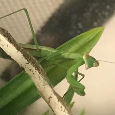 Ep.8 praying mantises! Ep.8 praying mantises!