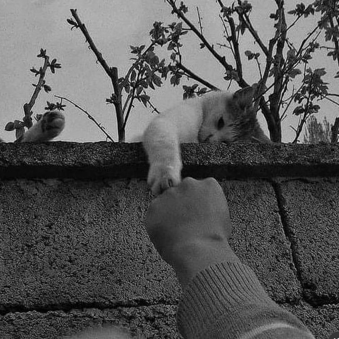 ᶜᴬᴺ ᴼᴸᶠᴬᶻ/ᴹᴱᴿⱽᴱ ᴰᴱᴺᴵᶻ