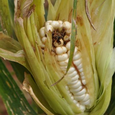 ТОП-6 болезней початков кукурузы