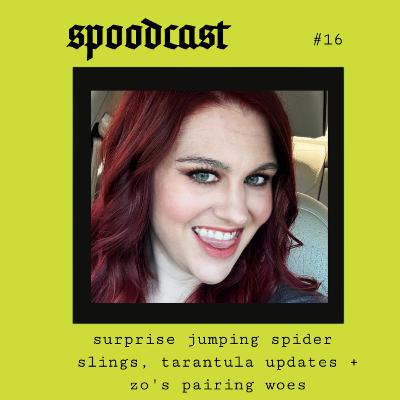 16 - Surprise jumping spider slings, tarantula updates and Zo's pairing woes