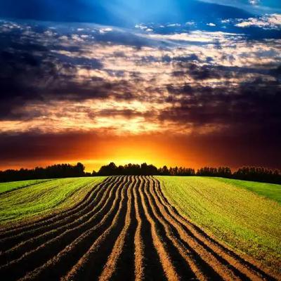 刘亮程：偷苞谷的贼