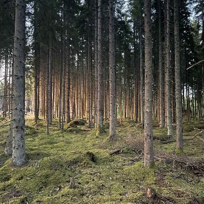 Avsnitt 45 - Alla vägar bär till pelarsalen!