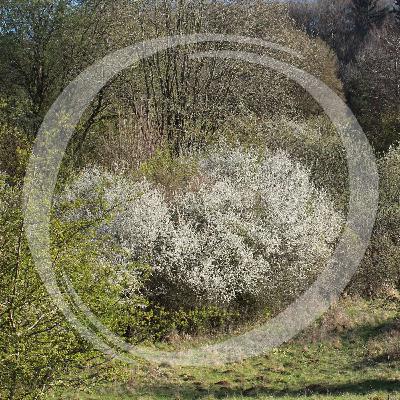 LRT20 Hecken, die besonderen Linien LRT20 Hecken, die besonderen Linien