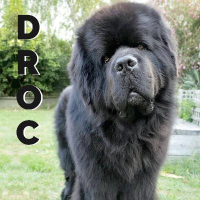 Terra Nova Raça Cachorro - Tudo Sobre Terra Nova Raça Cachorro - Tudo Sobre