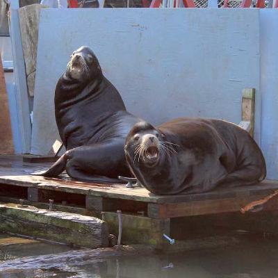 SAM STITES LO REVIEW on Sea Lions SAM STITES LO REVIEW on Sea Lions