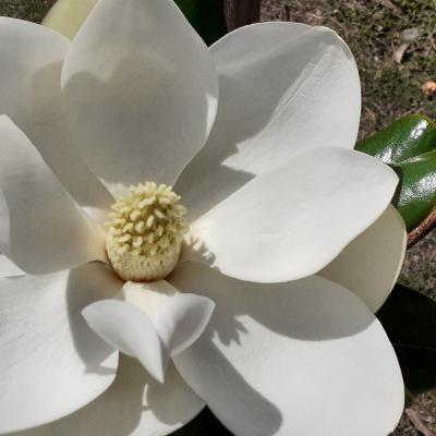 Armonizando nuestra energía con la energía de la luna Armonizando nuestra energía con la energía de la luna
