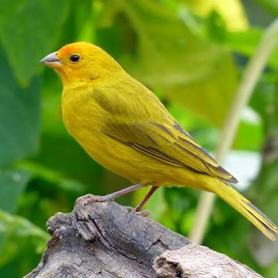 Saffron finch (Canário-da-terra-verdadeiro) Saffron finch (Canário-da-terra-verdadeiro)
