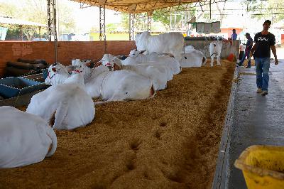 Expoabra movimenta agronegócio no DF até 7 de setembro