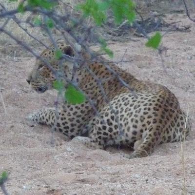 Prolog und Folge 1: Am Wasserloch (Afrikanisches Abenteuer 1)