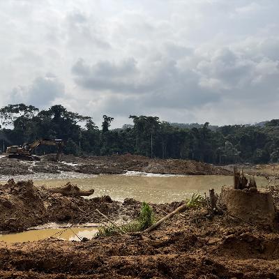 Why protected Congo rainforests look 'like a war zone'