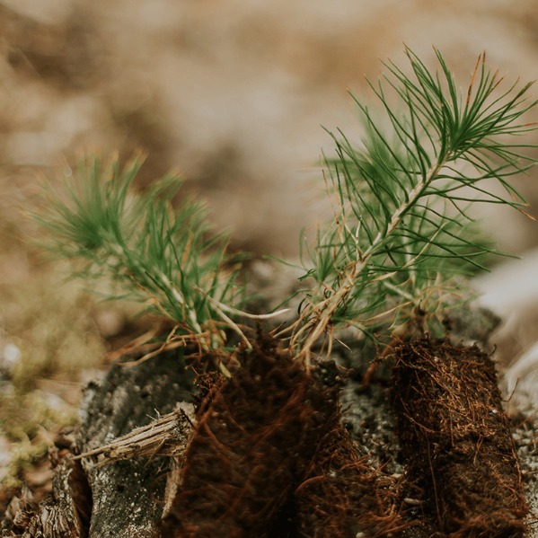Skogshägn Företag i Sverige Skogshägn Företag i Sverige