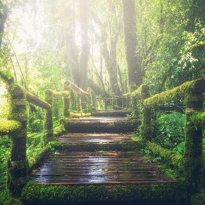 LLUVIA EN BOSQUE TROPICAL. Sonidos para Meditar, Relajarse y Dormir.
