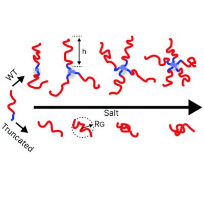 Disordered proteins making nanoscopic stars