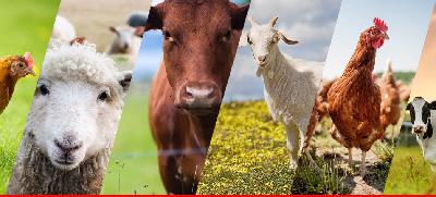 LIVESTOCK FOR SHTF pt2 | S1. EP.18