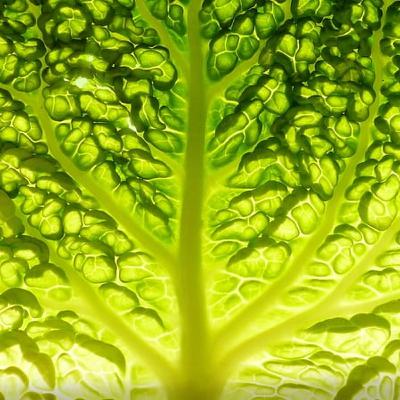 A Bed Of Lettuce? We Look At Foods That Can Make You Sleepy