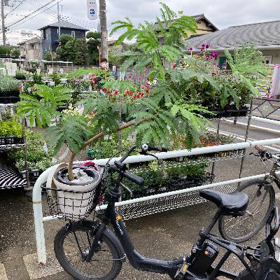 433.テトリスエバーフッシュ、4年後の姿 433.テトリスエバーフッシュ、4年後の姿